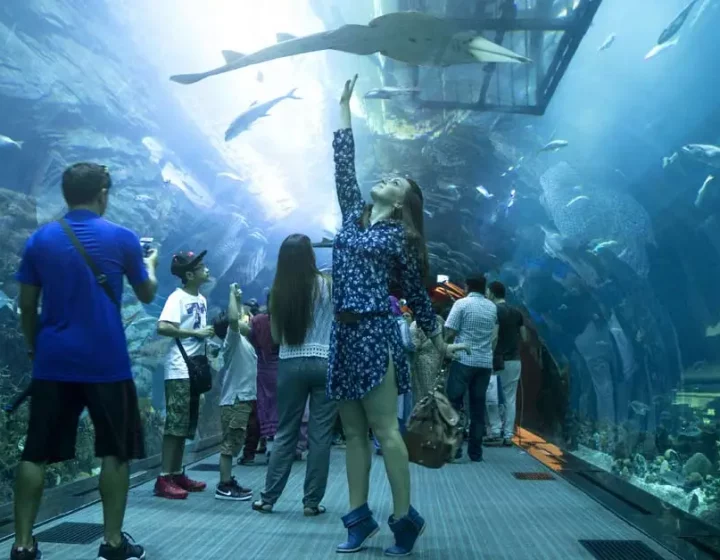 Dubai Mall Aquarium A Fun Place To Visit
