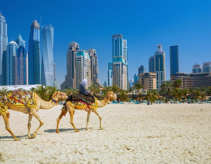 Camels On Jumeirah Beach And Skyscrapers